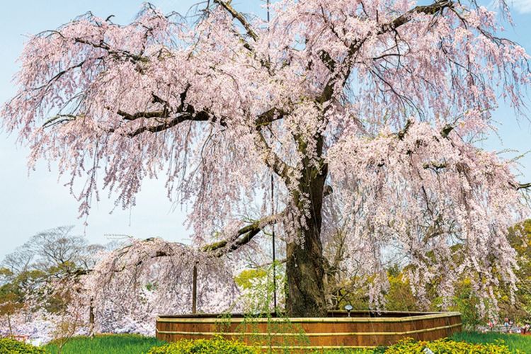 Di Maruyama Park, kita bisa melihat pohon shidare-zakura yang terkenal sebagai Gion no Yozakura yang berarti: pemandangan sakura malam hari di Gion.