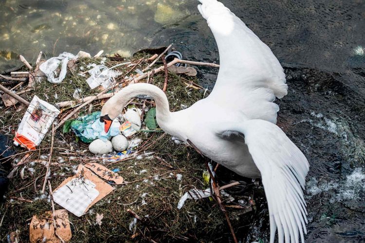 Angsa-angsa di danau Kopenhagen terpaksa bertelur pada sarang dari plastik