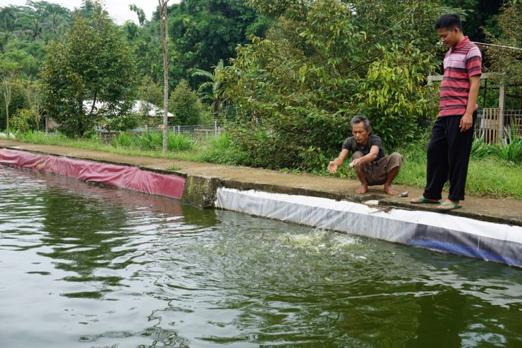 Kepala Desa Langgongsari, Cilongok, Banyumas Rasim dan Kirno (49) memberi makan ikan di Agrowisata Bulak Barokah, Sabtu (20/1/2018). Warga memanfaatkan dana desa untuk membangun Agrowisata Bulak Barokah. Di tanah seluas 4 hektar itu ada beraneka macam tanaman dan hewan ternak. Tempat ini menjadi wisata edukasi sekaligus menambah penghasilan warga.