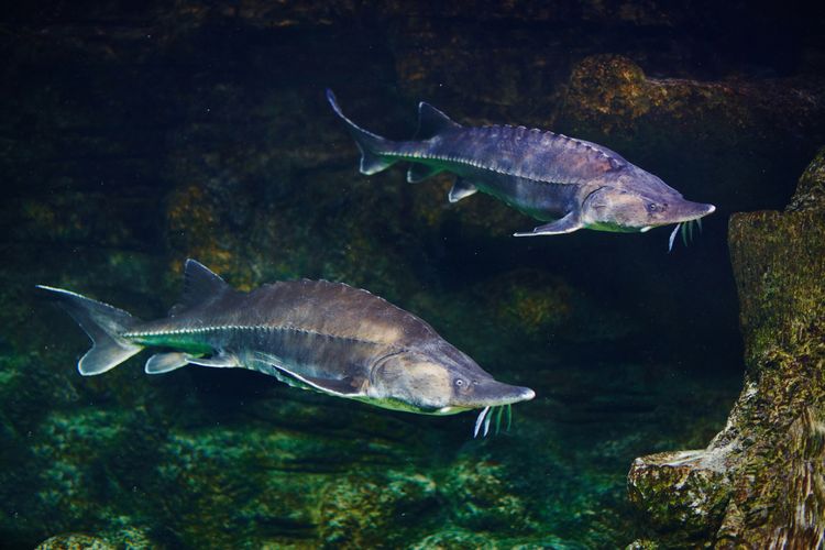 Ikan Atlantik sturgeon adalah ikan purba yang telah ada sejak 70 juta tahun lalu.