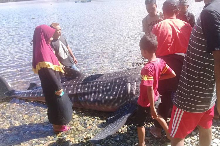 Sejumlah warga mengerungi bangkai hiu paus di Lion Posigadan Bolaang Mongondow Selatan