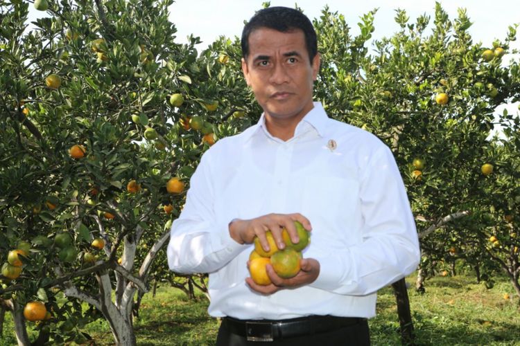 Menteri Pertanian. Andi Amran Sulaiman, menunjukkan jeruk di Balai Penelitian Tanaman Jeruk dan Buah Subtropika (Balitjestro) yang terletak di Desa Tlekung, Kecamatan Junrejo, Kota Batu, Jawa Timur, Jumat (25/5/2018)