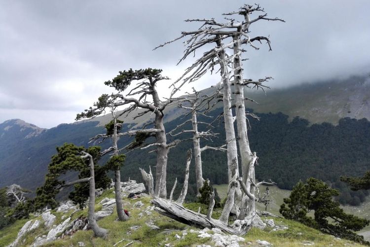 Pinus Heldreich yang ditemukan di Italia Selatan berusia 1230 tahun