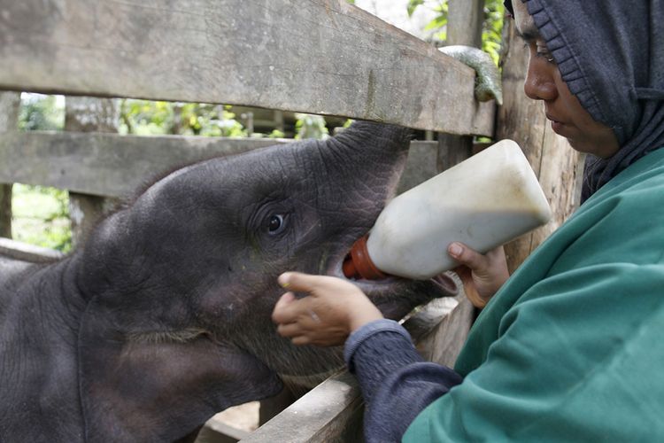 Dokter hewan dari BKSDA Aceh, Rosa Rika Wahyuni, meminumkan susu pada bayi gajah di tempat karantina Pusat Latihan Gajah (PLG) Sare, Kabupaten Aceh Besar, Sabtu (23/6/2018). Sebelumnya bayi gajah betina berusia sekitar satu tahun ini ditemukan warga di dalam hutan dengan kondisi kaki depan sebelah kiri terluka parah diduga terkena tali perangkap rusa, namun kondisinya kini membaik setelah mendapatkan perawatan intensif dari tim dokter BKSDA Aceh.