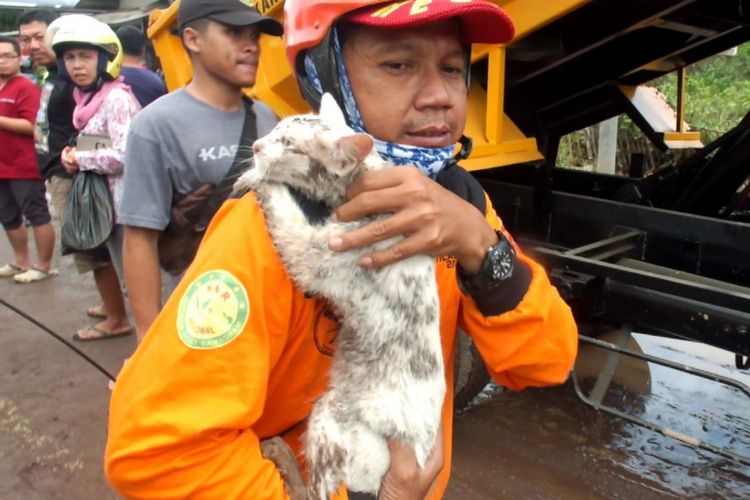 Hari dan kucing yang diselamatkan saat pembersihan sisa lumpur banjir bandang desa Alasmalang Banyuwangi