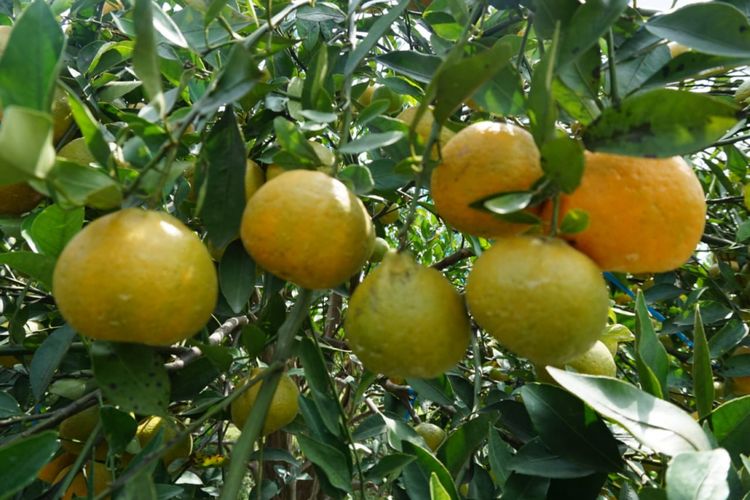 Teknologi Bujangseta disinyalir dapat menambah masa panen hingga 5 kali dalam satu tahun dan dapat meningkatkan kualitas buah menjadi kualitas premium. Seperti yang diterapkan di Kebun Percobaan Kliran di Batu, Malang.