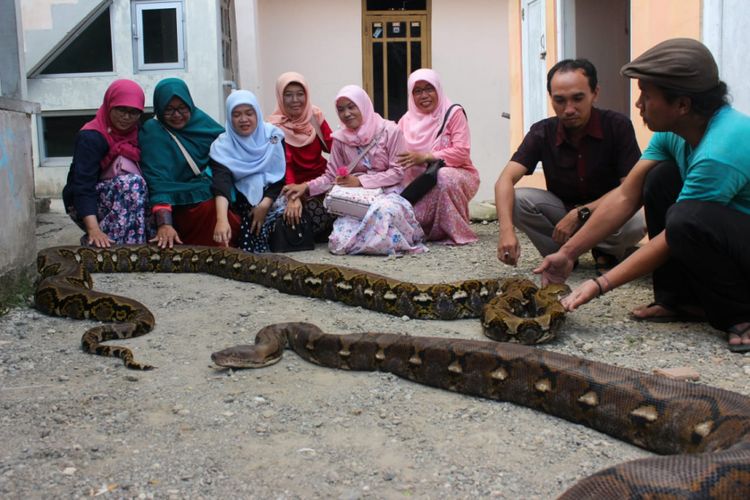 Munding Aji (30), seorang pemuda dari RT 2 RW 1 Desa Gunungsari, Kecamatan Pejagoan, Kebumen, Jawa Tengah, mengoleksi 10 ular piton besar. Dua di antaranya bernama Syahrini dan Rambo.