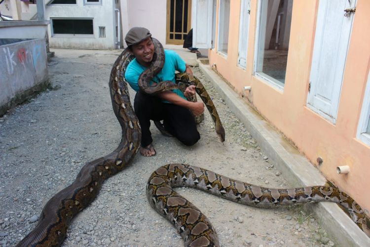 Munding Aji (30), seorang pemuda dari RT 2 RW 1 Desa Gunungsari, Kecamatan Pejagoan, Kebumen, Jawa Tengah, mengoleksi 10 ular piton besar. Tiga di antaranya, seperti di foto, bernama Syahrini (di tangan kiri), Rambo (yang terkalung di leher) dan Shely (yang menjalar di tanah).