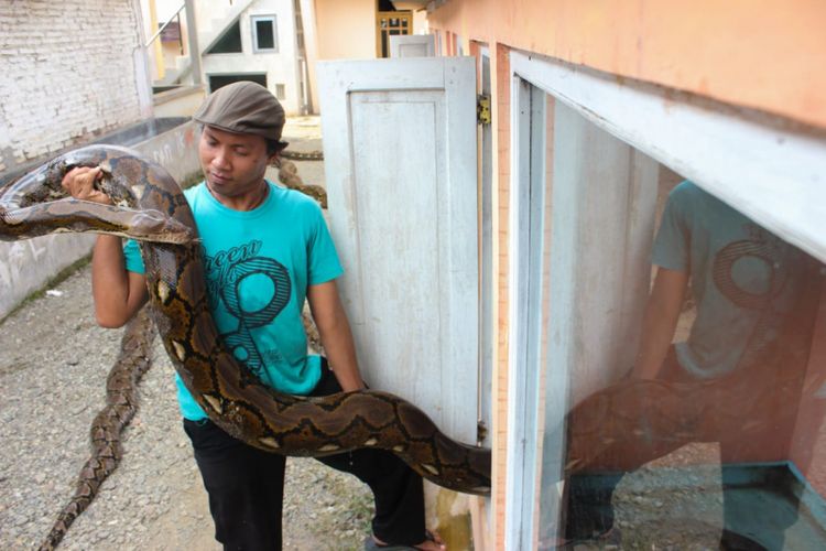 Munding Aji (30), seorang pemuda dari RT 2 RW 1 Desa Gunungsari, Kecamatan Pejagoan, Kebumen, Jawa Tengah, mengoleksi 10 ular piton besar. Dua di antaranya bernama Syahrini dan Rambo.