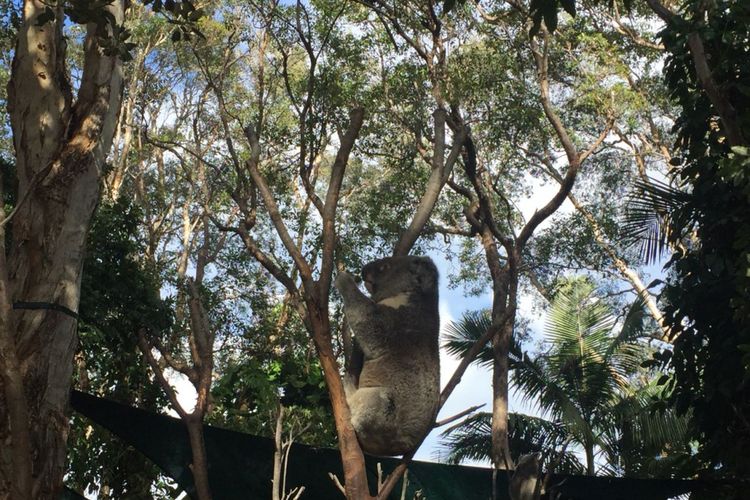 Currumbin Wildlife Sanctuary