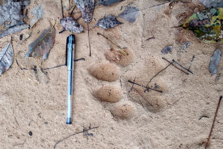 Jejak harimau sumatera yang ditemukan di perkebunan karet warga Desa Koto Tuo Kecamatan XIII Koto Kampar, Kampar, Riau, Selasa (10/7/2018). Kompas.com/dok. BBKSDA Riau