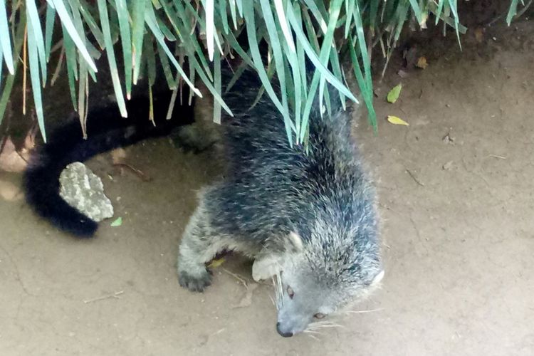 salah satu ekor binturong koleksi Bandung zoo.