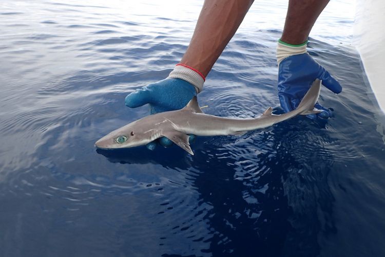 Hiu dogfish Genie bernama Squalus clarkae, adalah spesies hiu yang baru diidentifikasi dan namanya terinspirasi dari tokoh biologi laut Eugenie Clark.
