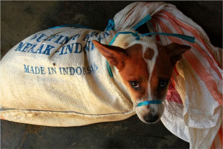 Anjing diikat mulutnya dan dimasukkan ke dalam karung yang sempit sebelum dijagal.