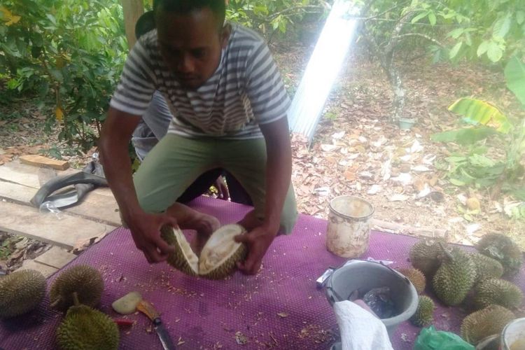 Pembeli memilih durian langsung di kebun  di Desa Buket, Kecamatan Kuta Makmur, Kabupaten Aceh Utara, Sabtu (21/7/2018)