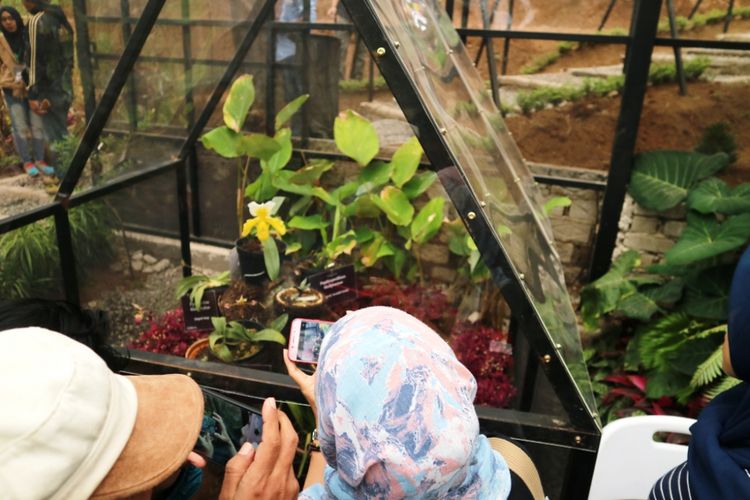 Wisatawan melihat dan mengabadikan salah satu anggrek langka di Orchid Forest, Lembang, Bandung, Rabu (1/7/2018).