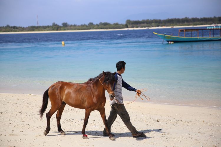 Seorang warga membantu menuntun kuda yang hendak dievakuasi dari Pulau Gili Trawangan menuju Pulau Lombok, Nusa Tenggara Barat, Kamis (9/8/2018). Kuda-kuda ini ditinggalkan pemilik dan penjaga setelah rentetan gempa mengguncang kawasan ini dengan gempa utama pada Minggu (5/8/2018).