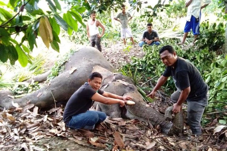  Seerkor gajah liar ditemukan mati, di Desa Cekmbon, Kecamatan Peureulak, Kabupaten Aceh Timur, Jumat (10/8/2018).