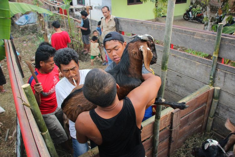 Para peternak hewan kurban di Dusun Pegunungan, Desa/Kecamatan Karanganyar, Purbalingga, Jawa Tengah menaikkan kambing-kambingnya ke truk untuk dibawa ke Jakarta, Rabu (15/8/2018).