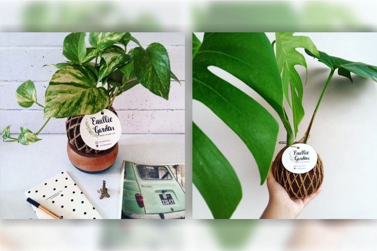 Kokedama merupakan teknik menanam yang berasal dari Jepang. Teknik ini merupakan turunan dari teknik menanam bonsai.