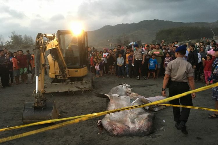 Tim gabungan mengerahkan alat berat untuk mengubur hiu tutul yang terdampar di Pantai Parangkusumo, Bantul, Senin (27/8/2018)