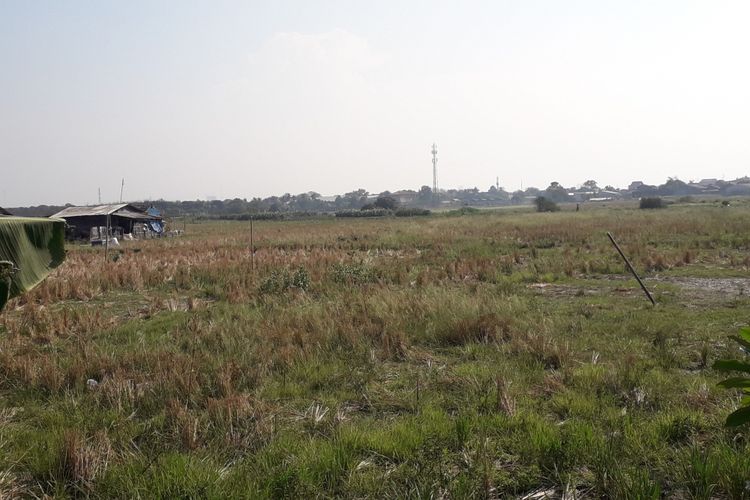 Sawah di sekitar waduk rorotan, Cakung, Jakarta Timur, Kamis (30/8/2018)