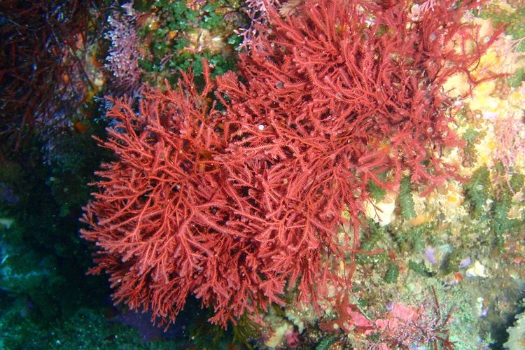 Rumput Laut Merah (Phodophyta) yang menjadi sumber karaginan berpotensi.