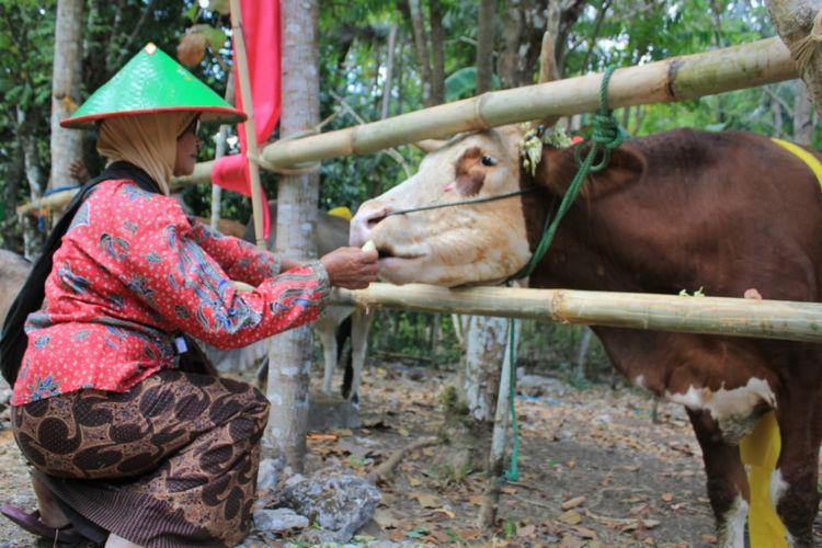 Warga Dusun Pokoh 2, Dlingo, Bantul, Memberi Makan Hewan Ternak Nasi dan Sayuran dalam Upacara Gumbrekan Rabu (5/9/2018)