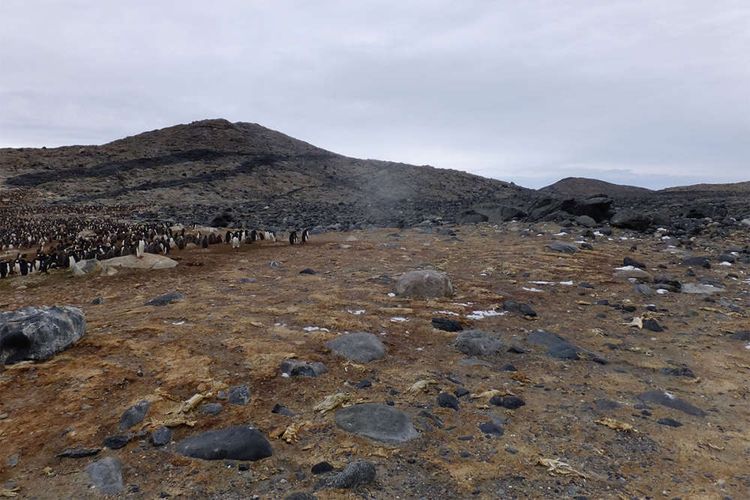 Kuburan massal yang berisi mumi penguin