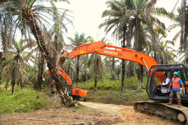 Kementerian Petanian melakukan peremajaan kelapa sawit di Desa Ujung Tanjung, Kecamatan Sungai Bahar, Kabupaten Muaro Jambi, Provinsi Jambi pada Senin (10/9/2018). 