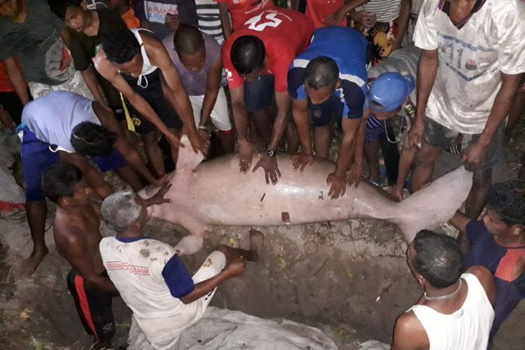 Bangkai duyung seberat 200 kg yang ditemukan di Pantai Buano Selatan, Kabupaten Seram Bagian Barat (SBB), Maluku, dimakamkan warga setempat, Senin (17/9/2018).