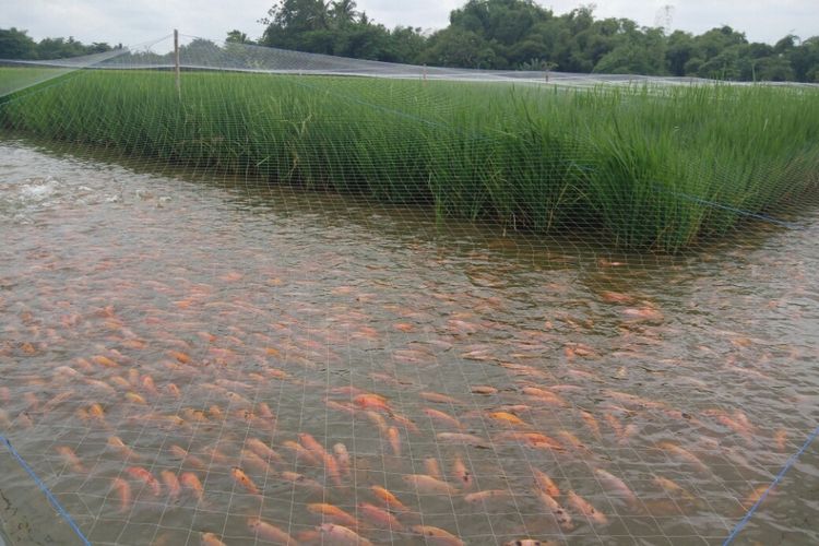 Contoh lahan yang dikelola dengan sistem minapadi di Sukoharjo, Jawa Tengah.