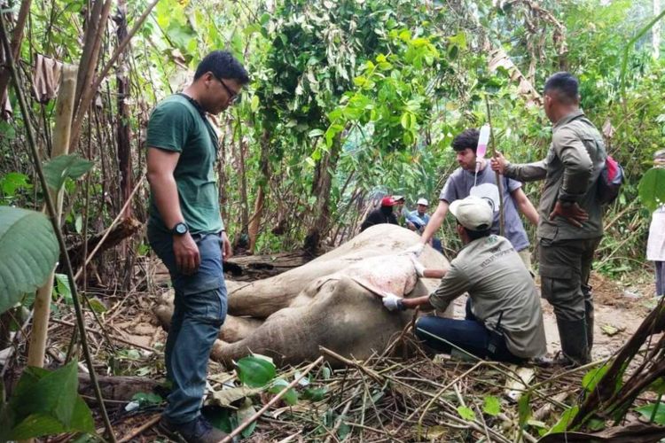 Tim BKSDA Provinsi Aceh mengobati gajah yang terluka di Kecamatan Bireuem Bayeum, Kabupaten Aceh Timur, Minggu (23/8/2018). 