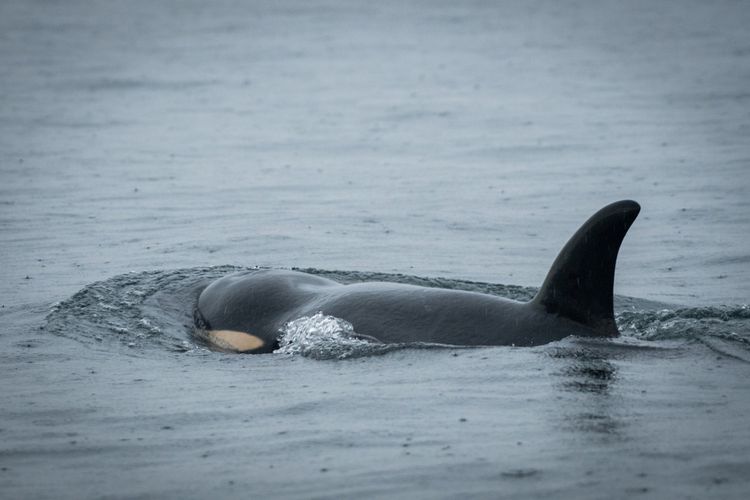Scarlet atau J50, paus pembunuh (Orcinus orca) berusia tiga tahun diduga mati.
