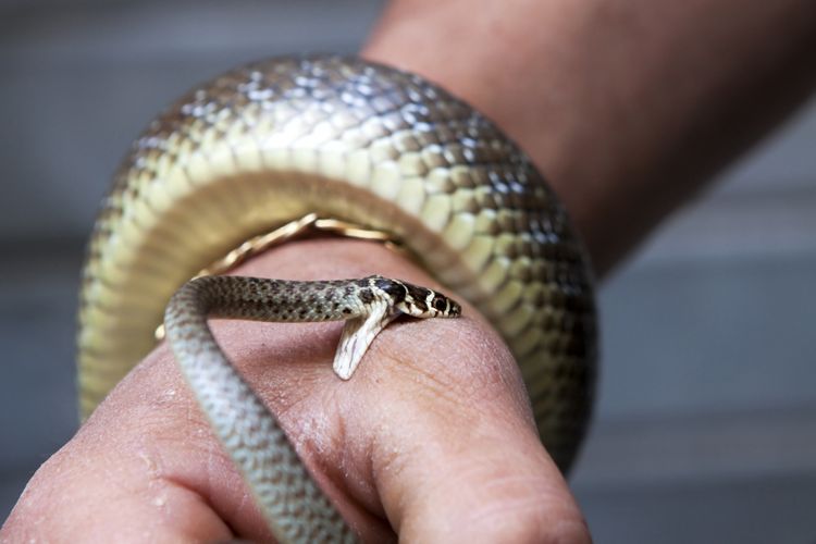 Ilustrasi gigitan ular