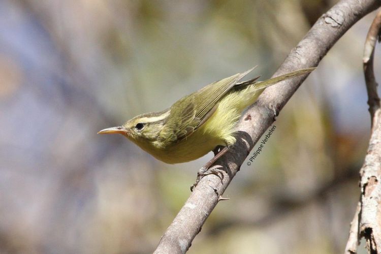  Rote Leaf-Warbler (Phylloscopus rotiensis) ditemukan di Pulau Rote dan memiliki keistimewaan pada paruhnya yang panjang