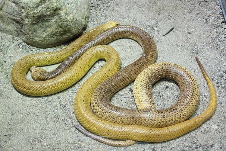 Cape cobra (Naja nivea) salah satu jenis ular kobra yang makan ular lain.