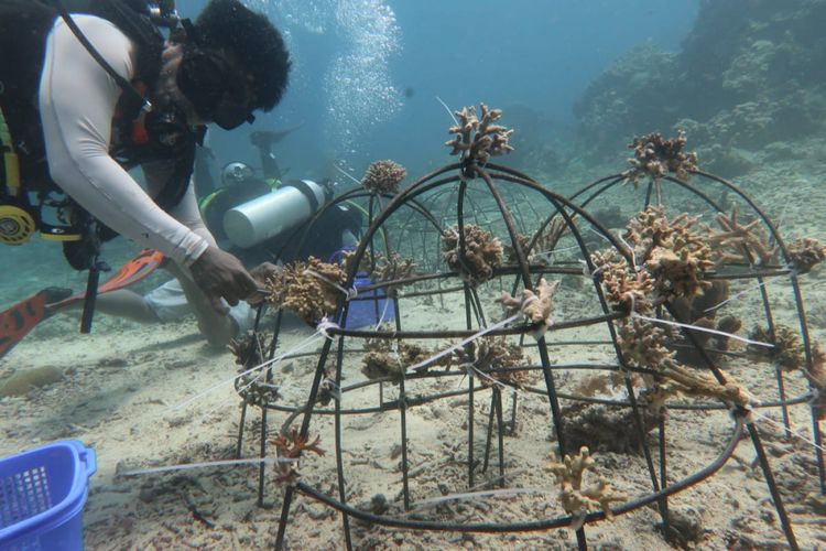 Proses penanaman batu karang di TN Bunaken, Sabtu (27/10/18) | Foto: TN Bunaken