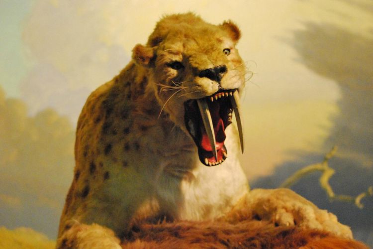 Sebuah penelitian yang dilakukan Vanderbilt University, Tennessee, Amerika Serikat hewan karnivora seperti kucing Saber-toothed mungkin saja dapat terluka di bagian mulut mereka. Ini terbukti ketika mereka kerusakan pada gigi dari fosil kucing besar ini. 