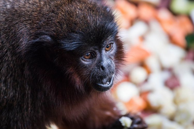 DNA purba dari Monyet kungkang asal Jamaika yang aneh (X. mcgregori) paling dekat dengan monyet titi, seperti monyet titi merah, Callicebus cupreus.