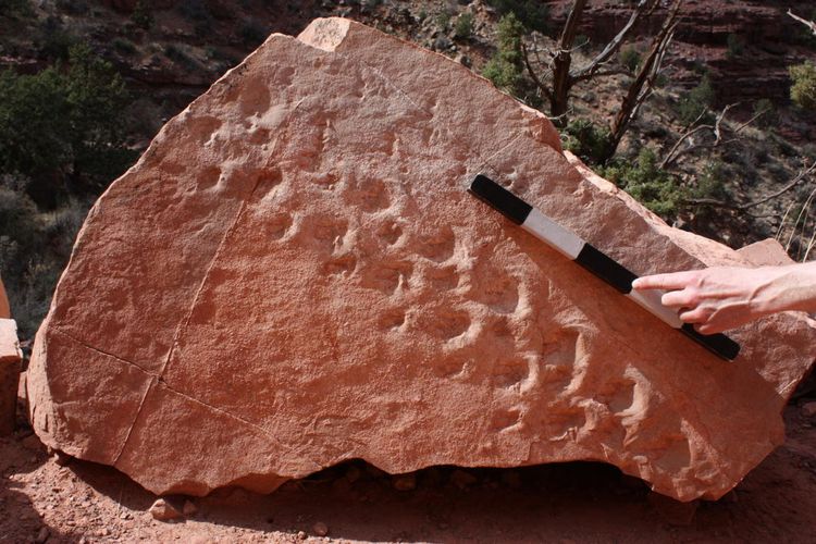 Seorang profesor geologi di Universitas Nevada, Stephen Rowland, telah menemukan temuan yang tidak pernah ia lihat sebelumnya. Pasalnya, ia menemukan satu set jejak kaki dari 310 juta tahun yang lalu yang diperkirakan ditinggalkan oleh makhluk menyerupai reptil. 
Menurutnya temuan ini adalah yang tertua yang pernah ditemukan di Taman Nasional Grand Canyon. Jejak fosil tersebut ditemukan di reruntuhan yang terletak di sepanjang Bright Angel Trail di taman nasional tersebut. Selain diperkirakan sebagai yang tertua, keunikan lainnya adalah makhluk tersebut berjalan menyamping.
