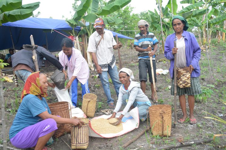 Kaum perempuan dan laki-laki sedang membagi benih padi untuk di tanam sesudah ritual adat Weri Mata Nii dilaksanakan oleh tetua adat setempat, Sabtu (24/11/2018).