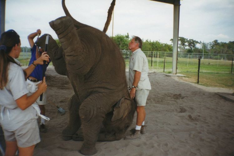 Gajah sedang dilatih berdiri menggunakan kepala sebaagi tumpuannya.