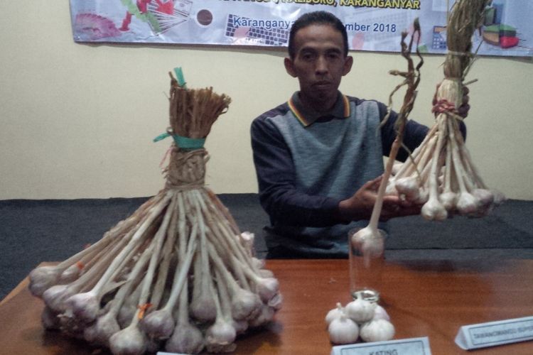 Bejo Supriyanto, petani asal Dukuh Pancot, Kelurahan Kalisoro, Karanganyar, Jawa Tengah menunjukkan komoditas Bawang Putih Tawangmangu Baru di rumahnya.