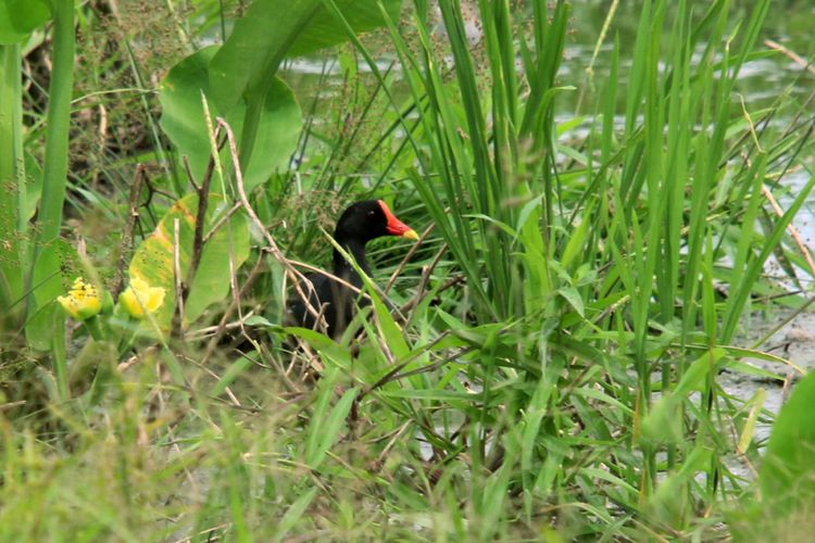 Seekor mandar batu (Gallinula chloropus) sedang bersembunyi di dalam rerumputan yang dipenuhi air. Burung ini sangat bergantung kepada lahan basah.