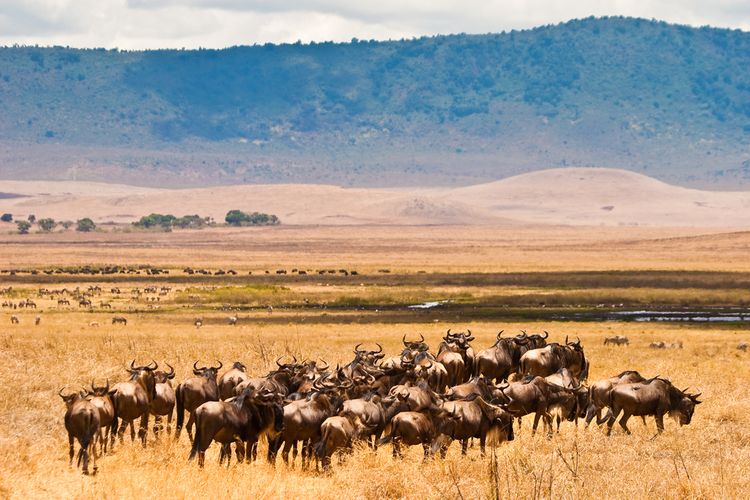 Kawanan wildebeest di Taman Nasional Serengeti, Tanzania, sedang menanti musim melahirkan. 