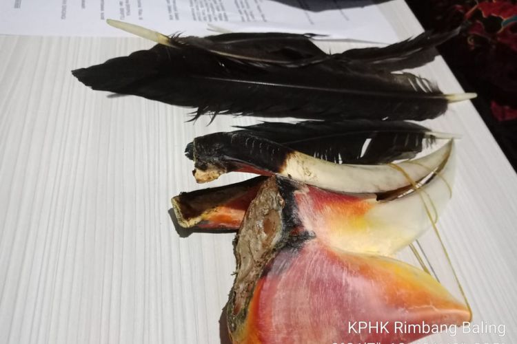 Barang bukti paruh dan bulu burung Rangkong yang diamankan petugas Polres Kuansing dari pelaku bernama Arhedi, yang membunuh seekor Rangkong di Desa Sibarobah, Kecamatan Gunung Toar, Kuansing, Riau, Sabtu (12/1/2019). 