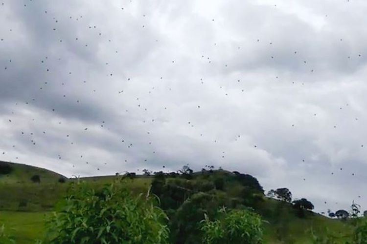 Hujan laba-laba di Brasil, Januari 2019.