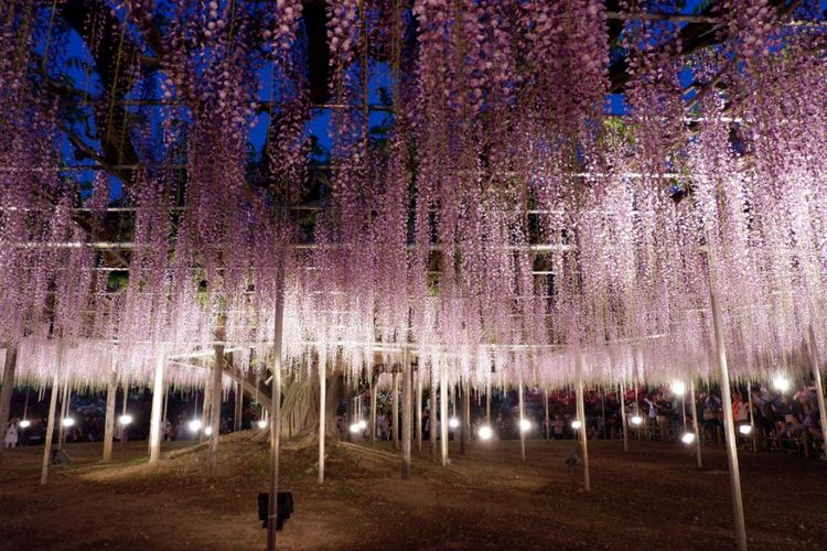 bunga wisteria (Fuji no hana)