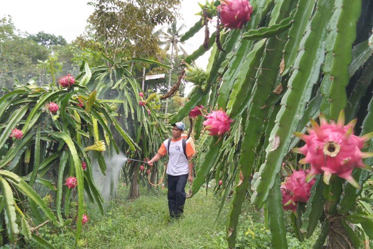 Petani buah naga di Desa Jambewangi Kecamatan Sempu, Kabupaten Banyuwangi. 